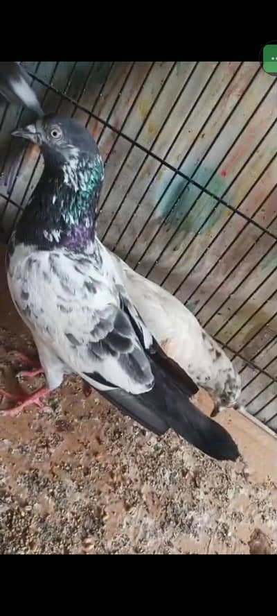 tadi females for sell