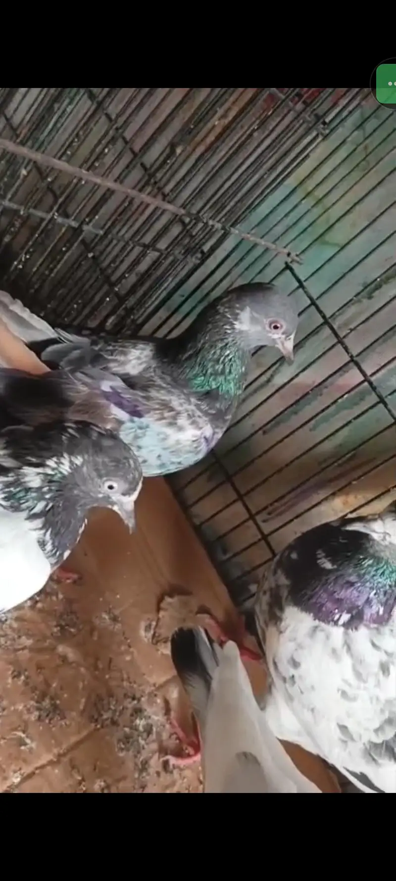 tadi females for sell — photo 2