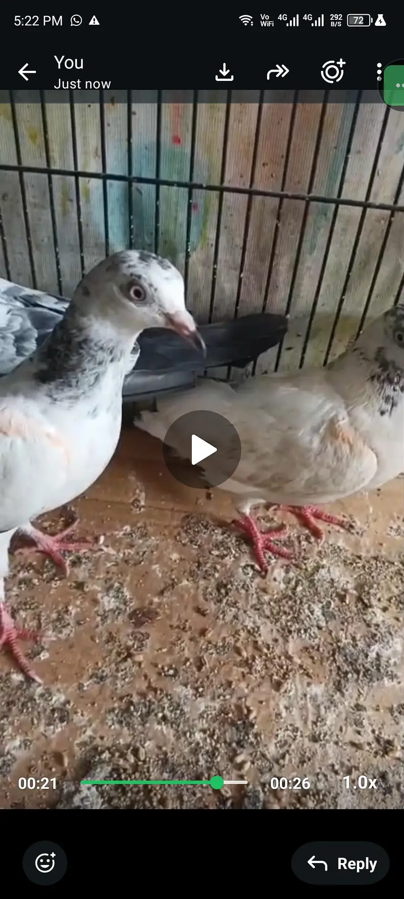 tadi females for sell — photo 4
