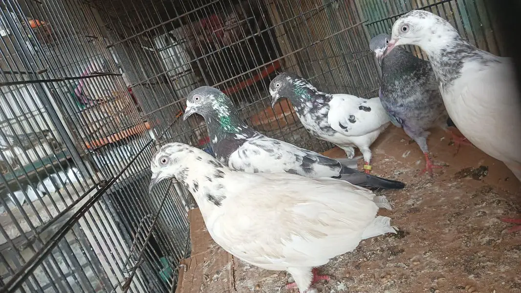 tadi females for sell — photo 6
