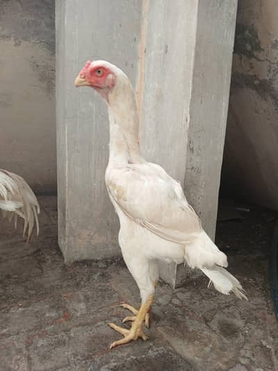 OH Shamo/ WHITE SHAMO/KING SIZE/BREEDER SHAMO/SHAMO ASEEL