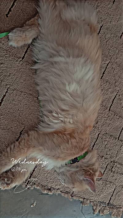 Golding cat 