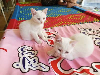3 Female 2 Male