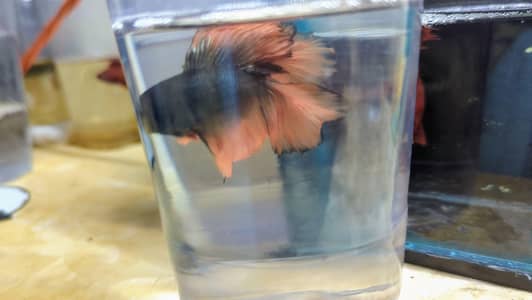 Crown Betta Fish