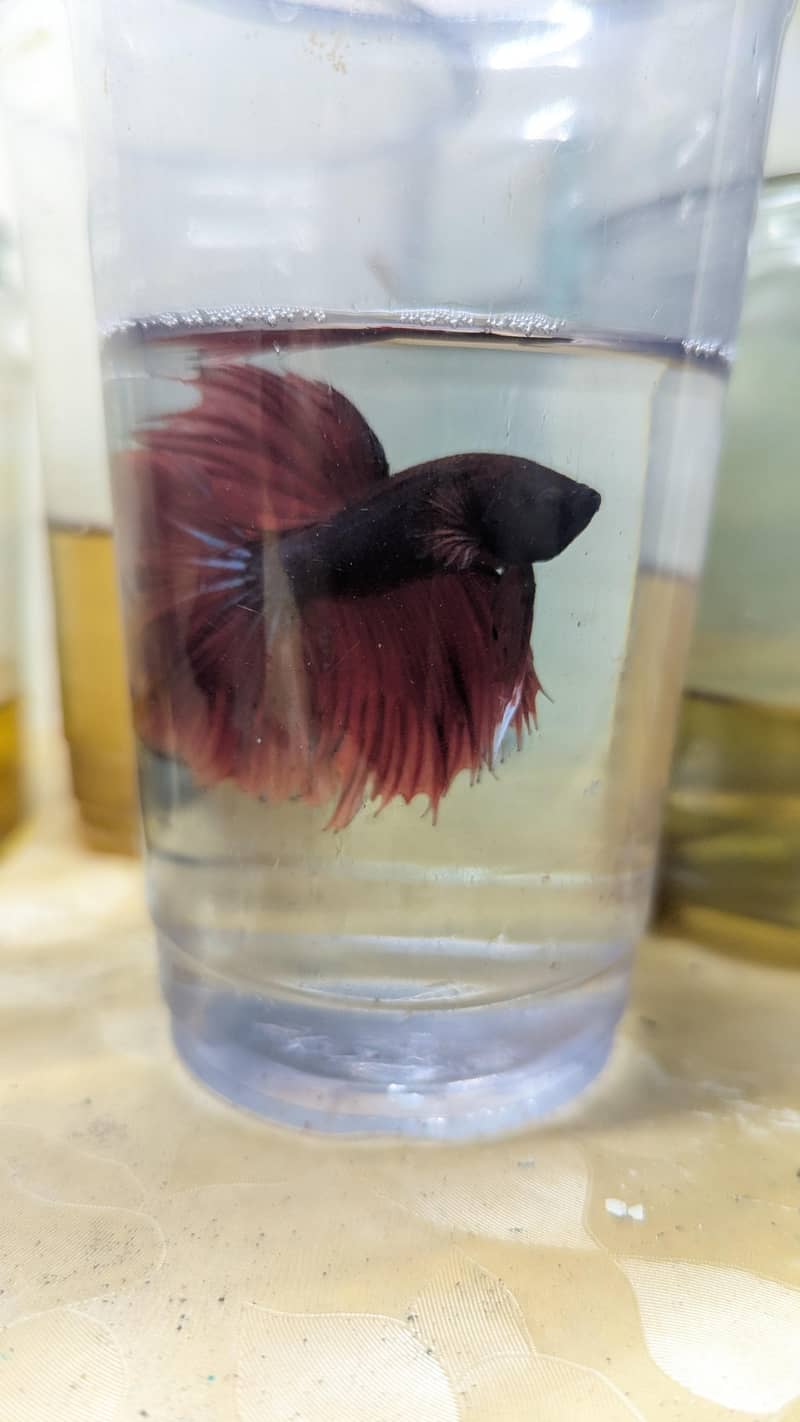 Crown Betta Fish 1