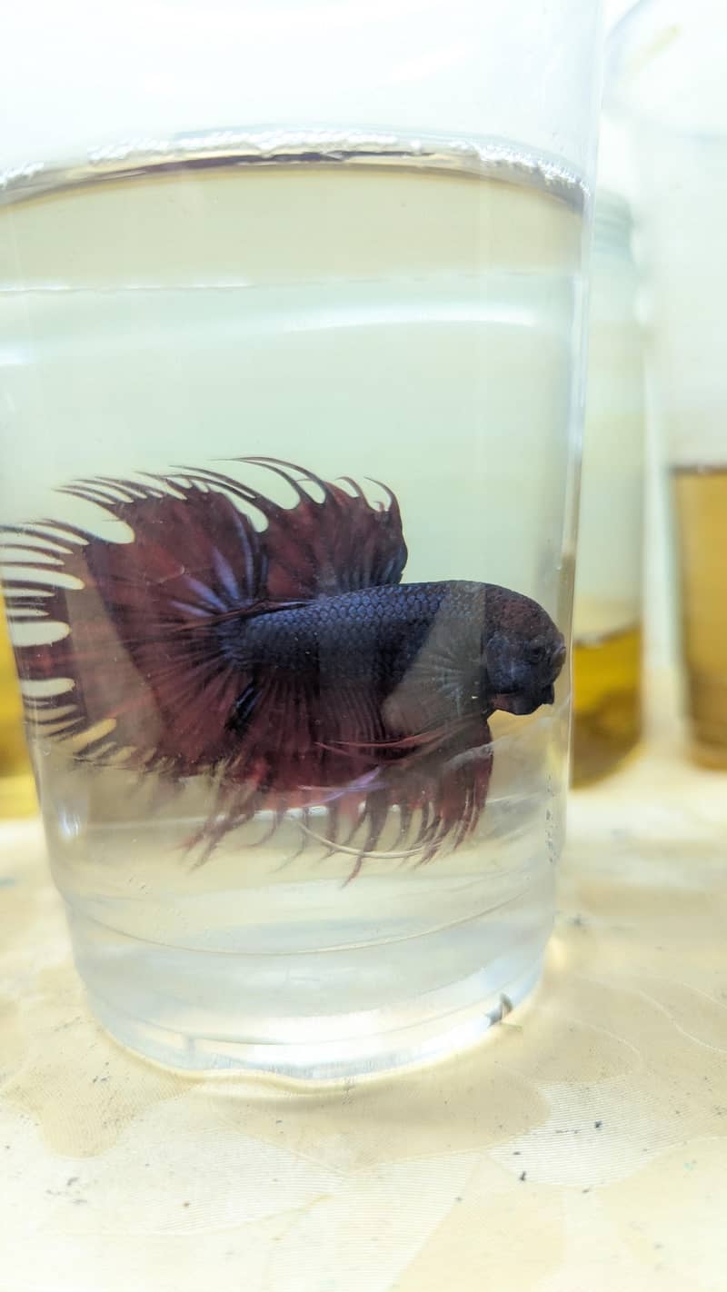 Crown Betta Fish 2