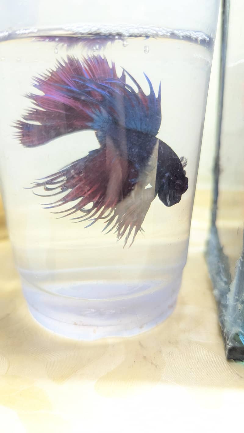 Crown Betta Fish 3