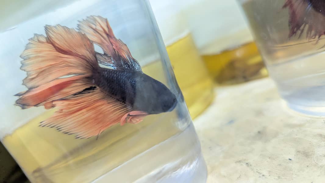 Crown Betta Fish 4