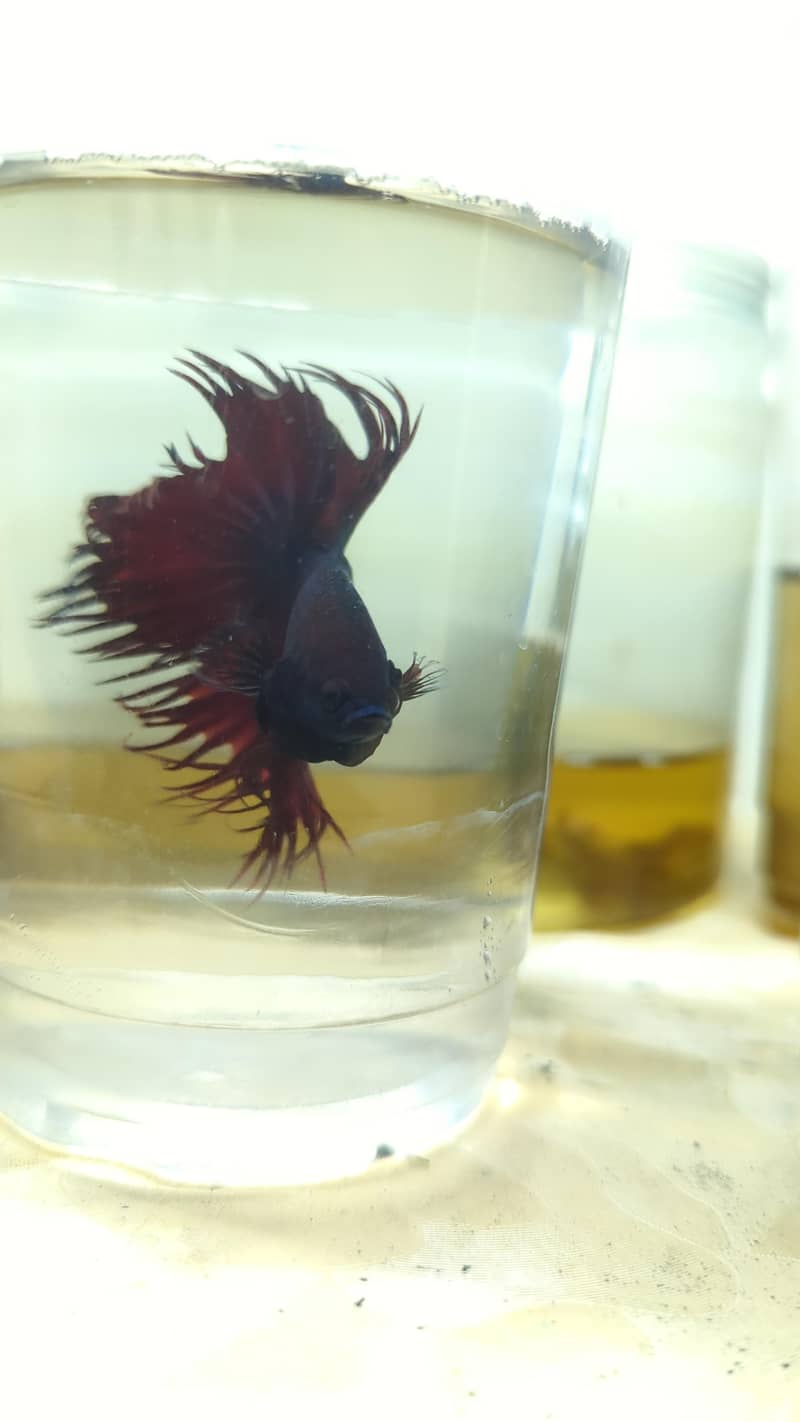 Crown Betta Fish 5