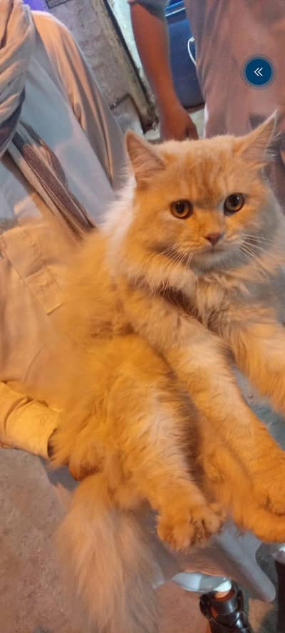 Male Persian cat