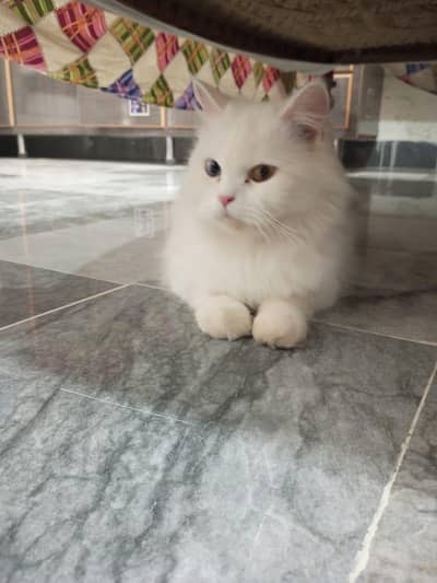 Pure white Odd Eye Female Persian cat