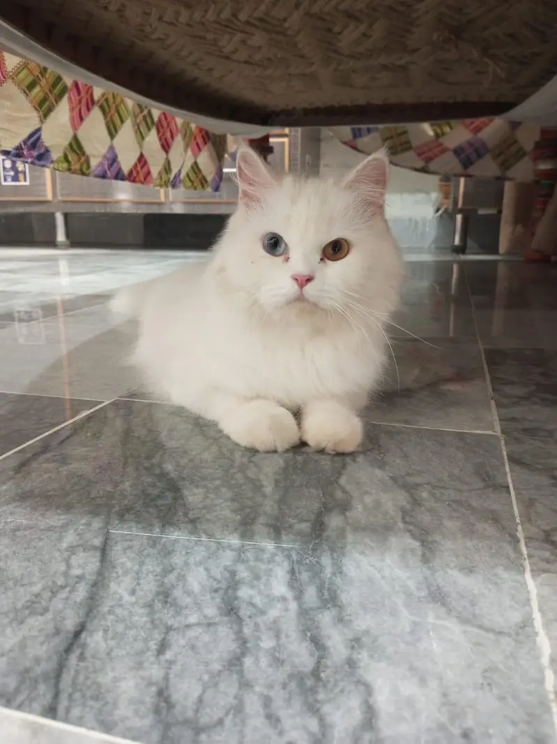 Pure white Odd Eye Female Persian cat — photo 2