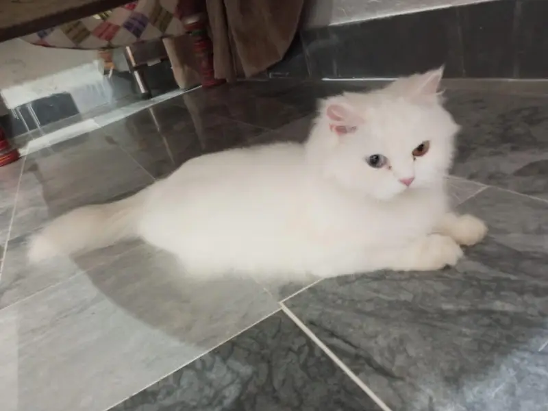 Pure white Odd Eye Female Persian cat — photo 3