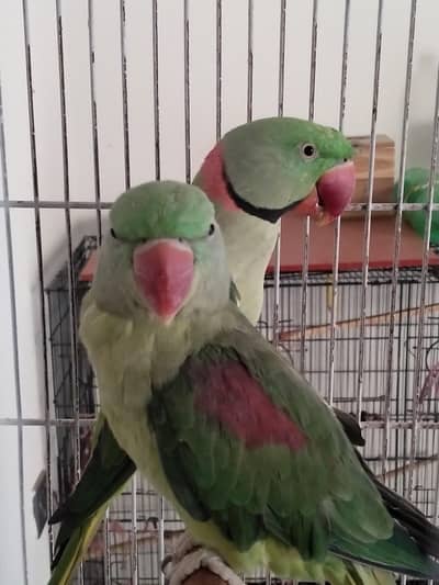 Kashmiri pahari breeder pair with free one female pahari