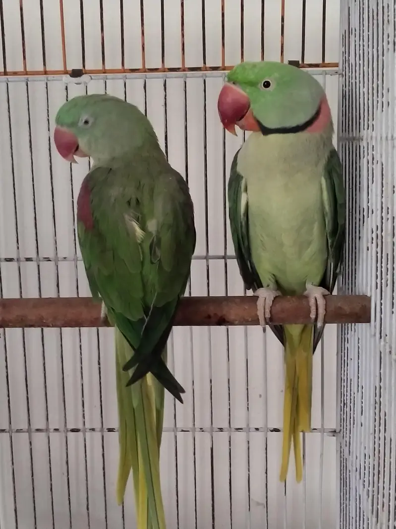 Kashmiri pahari breeder pair with free one female pahari — photo 2