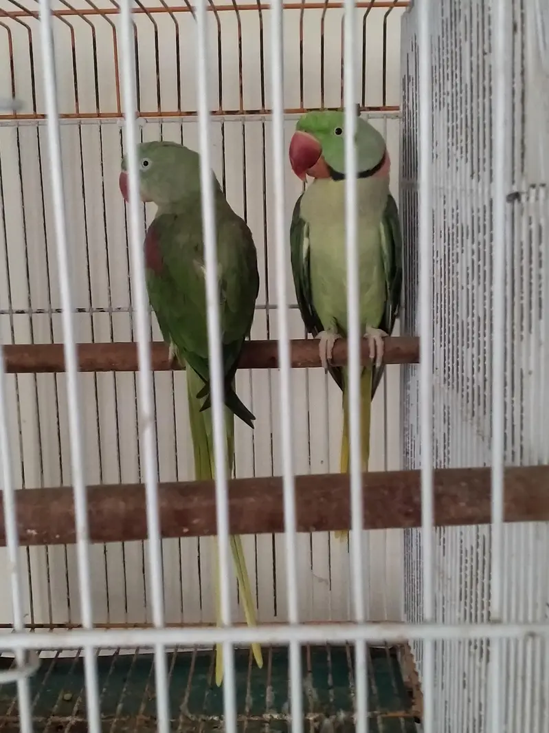 Kashmiri pahari breeder pair with free one female pahari — photo 5