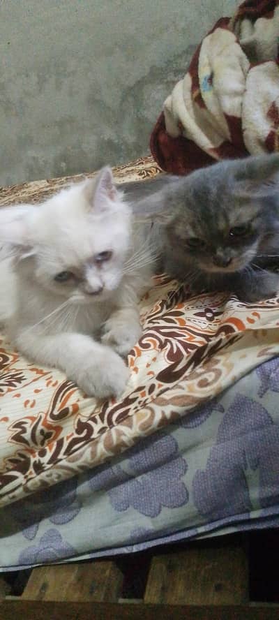 white cat male gry female