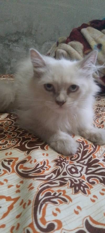 white cat male gry female