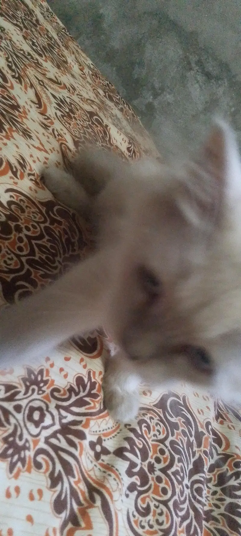 white cat male gry female — photo 3