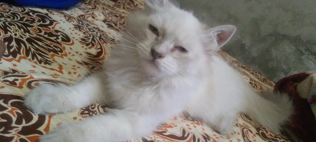 white cat male gry female — photo 4