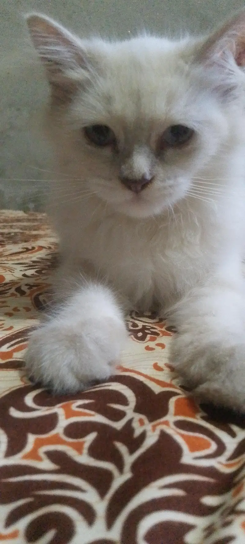 white cat male gry female — photo 5