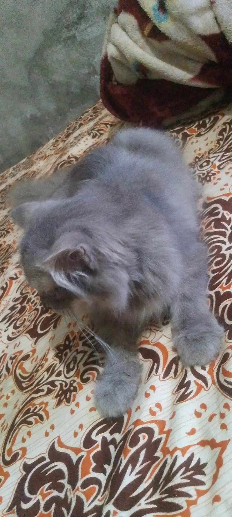 white cat male gry female — photo 6