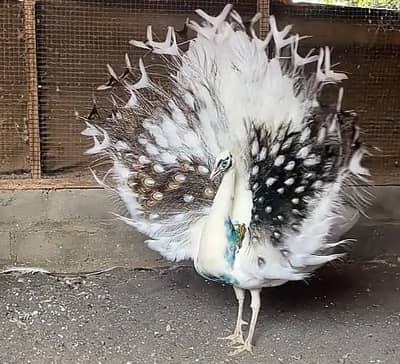 White Pied Peacock For Sale