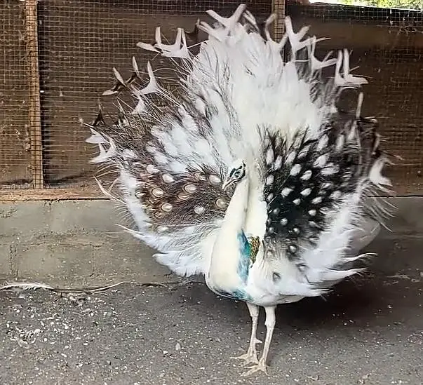 White Pied Peacock For Sale
