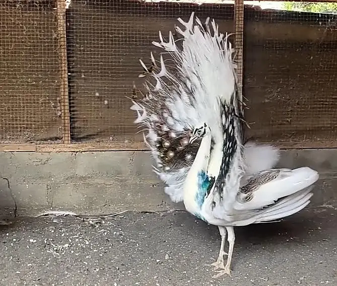 White Pied Peacock For Sale — photo 2