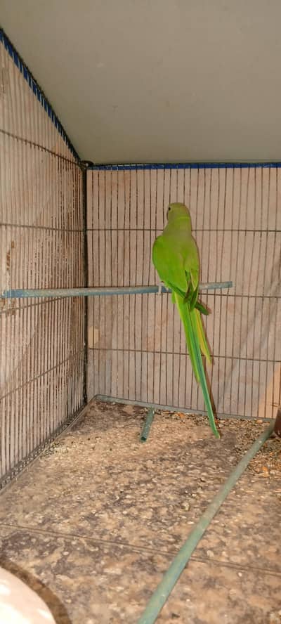 green parrot