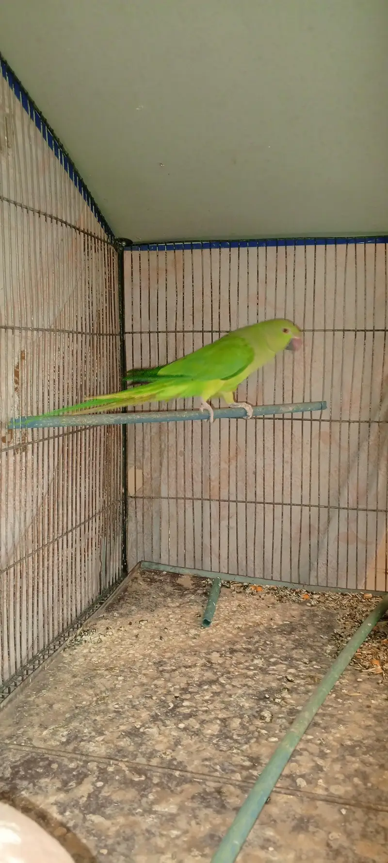 green parrot — photo 2