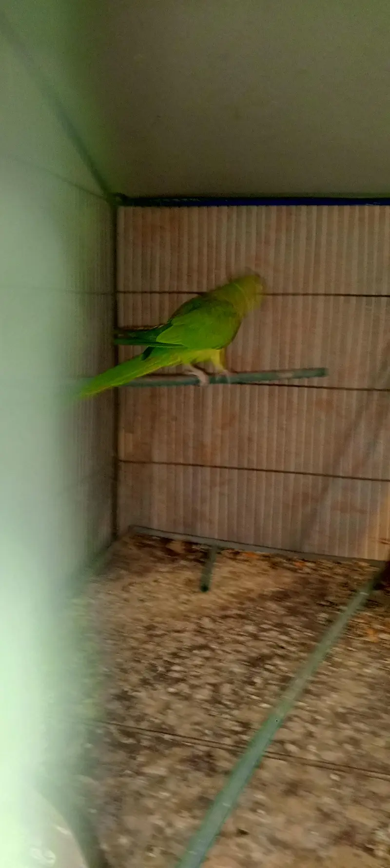 green parrot — photo 3