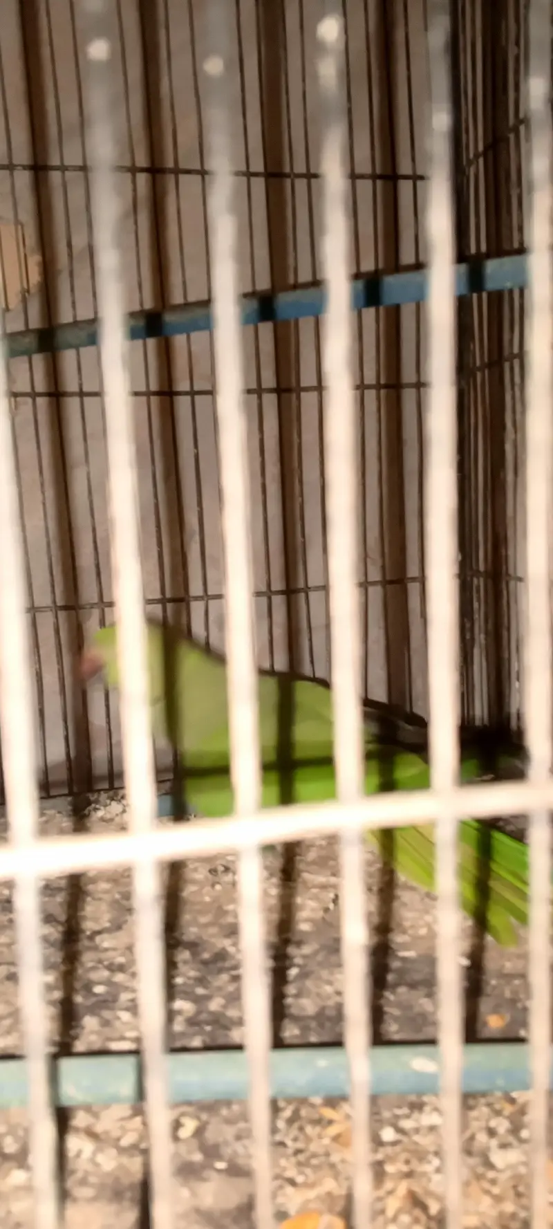green parrot — photo 4