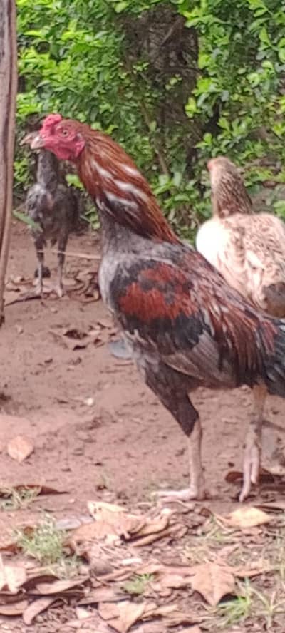 Healthy Desi gar ka patha for Sale
