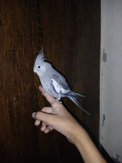 hand tame white face cockatiel
