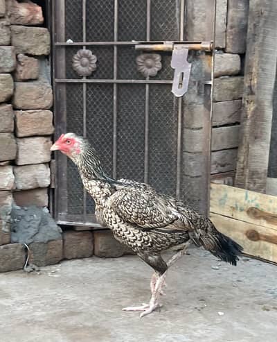 Aseel  mian wali female