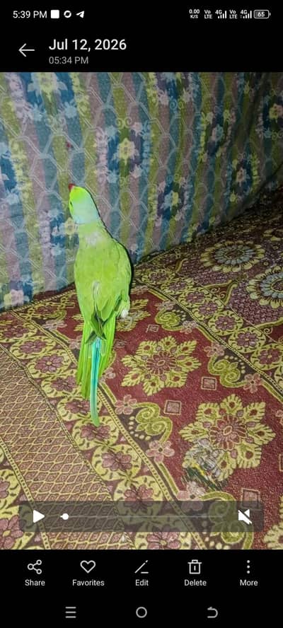 Green parrots