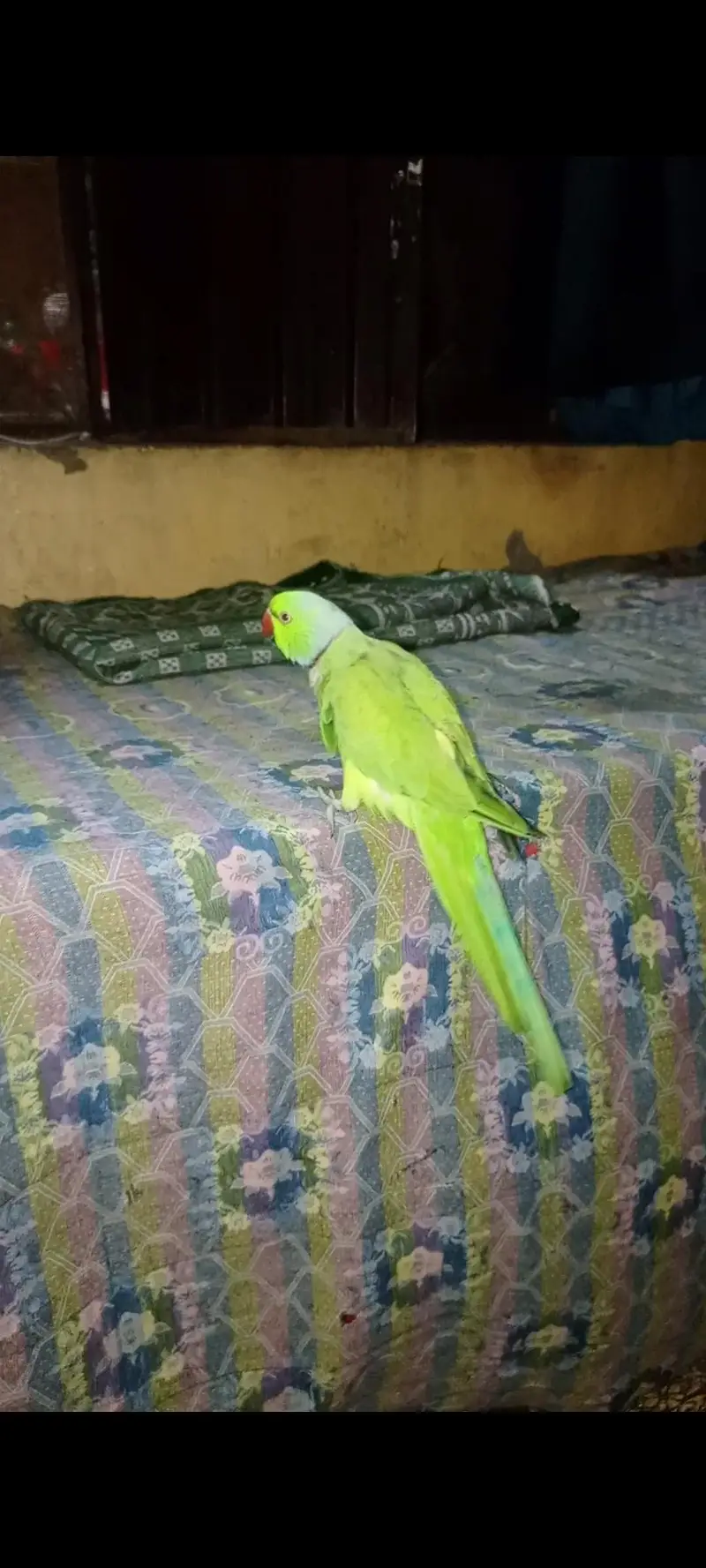 Green parrots — photo 2