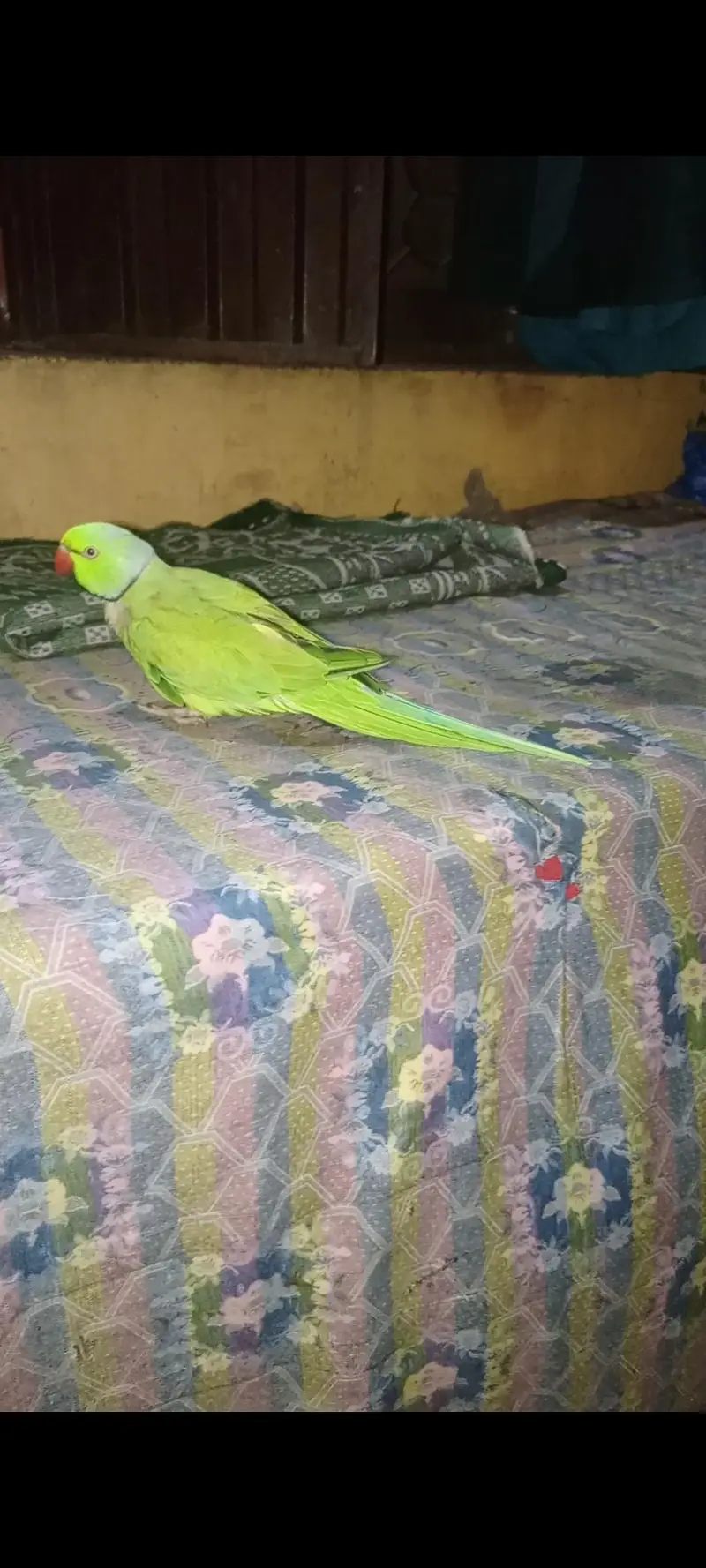 Green parrots — photo 3