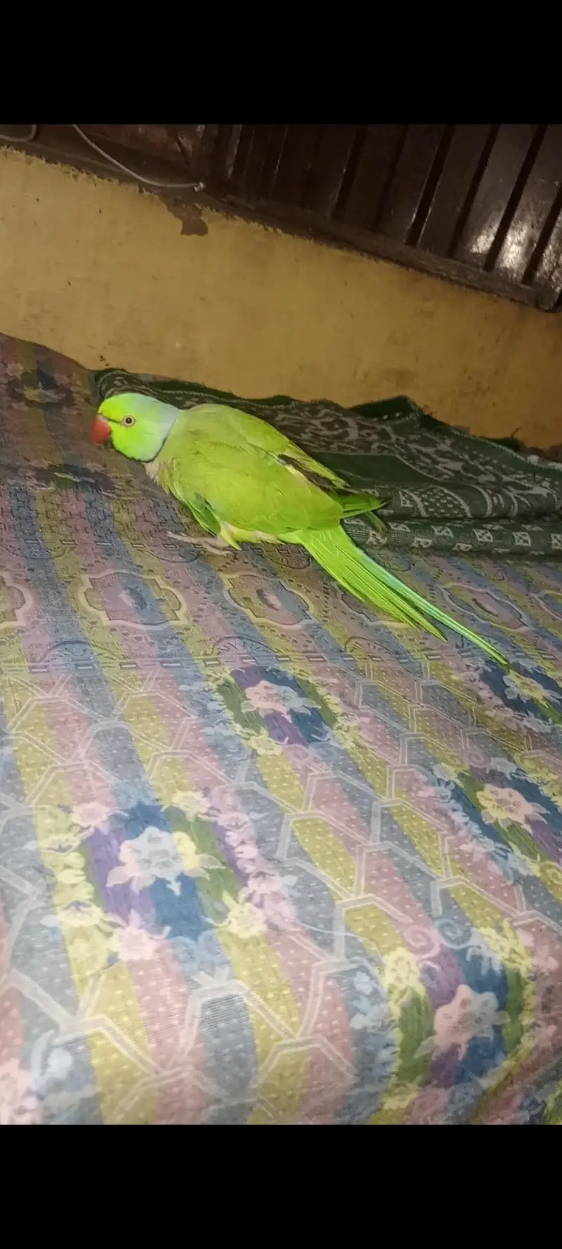 Green parrots — photo 4