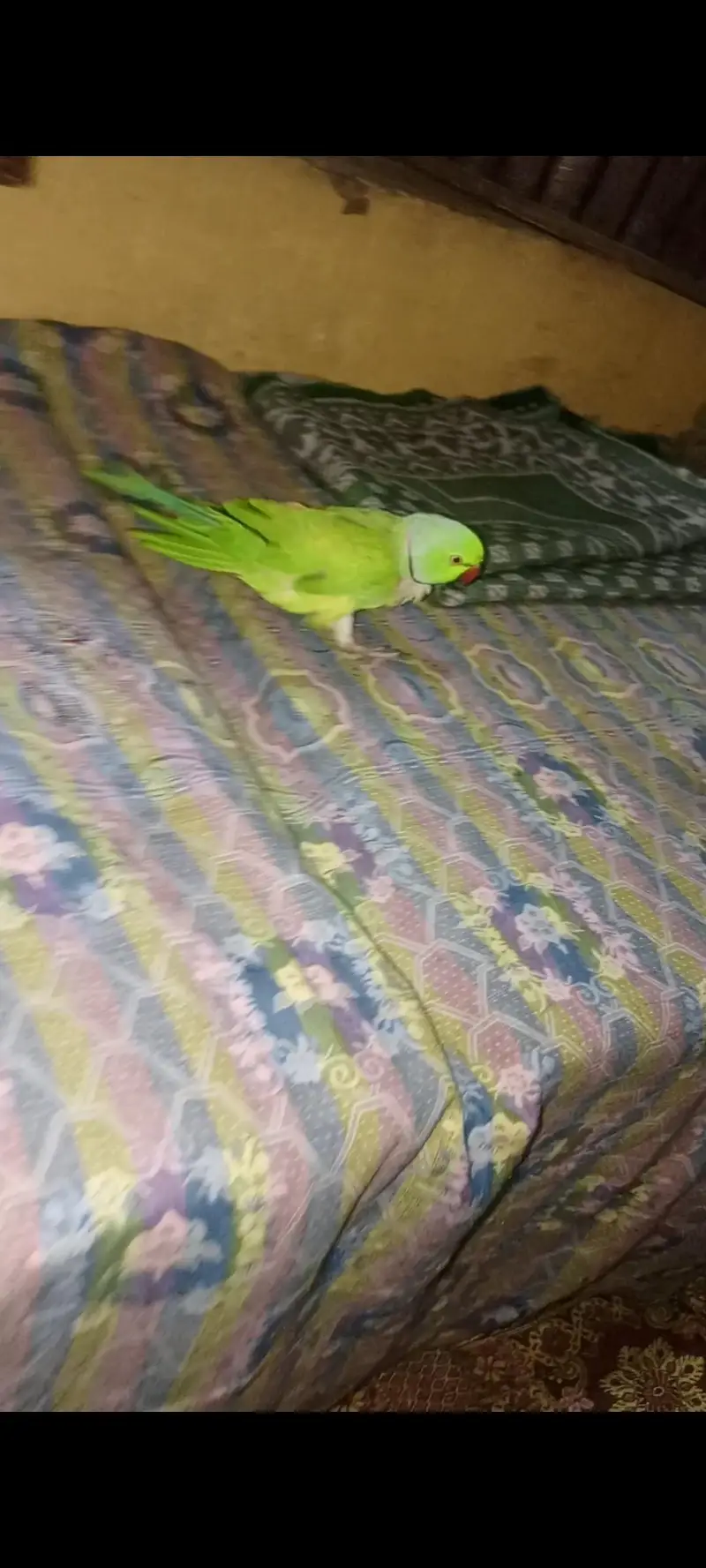 Green parrots — photo 5