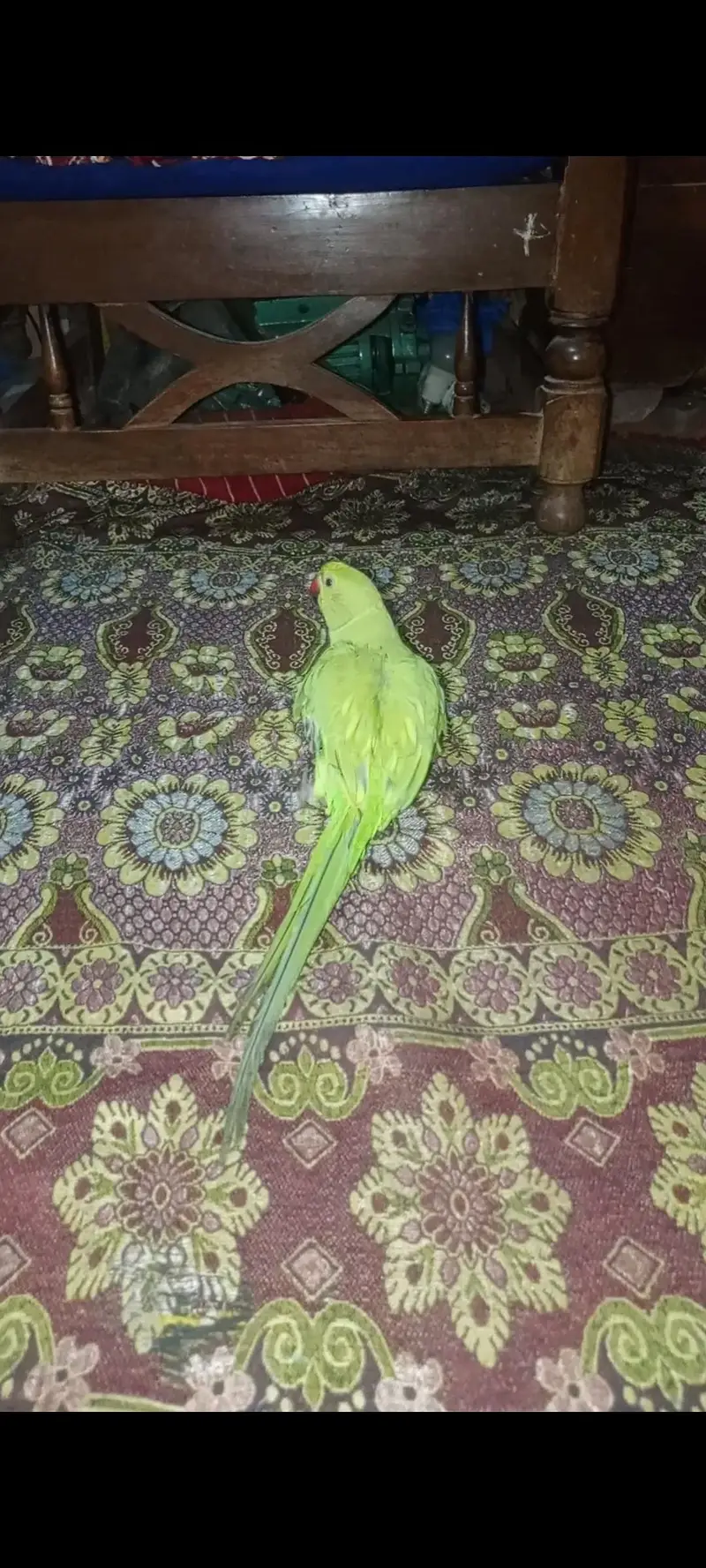 Green parrots — photo 6