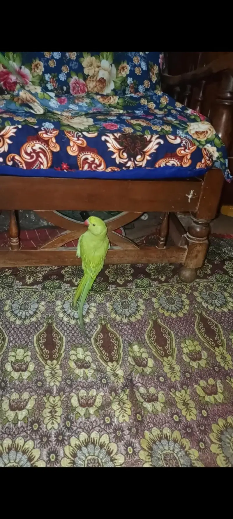 Green parrots — photo 7