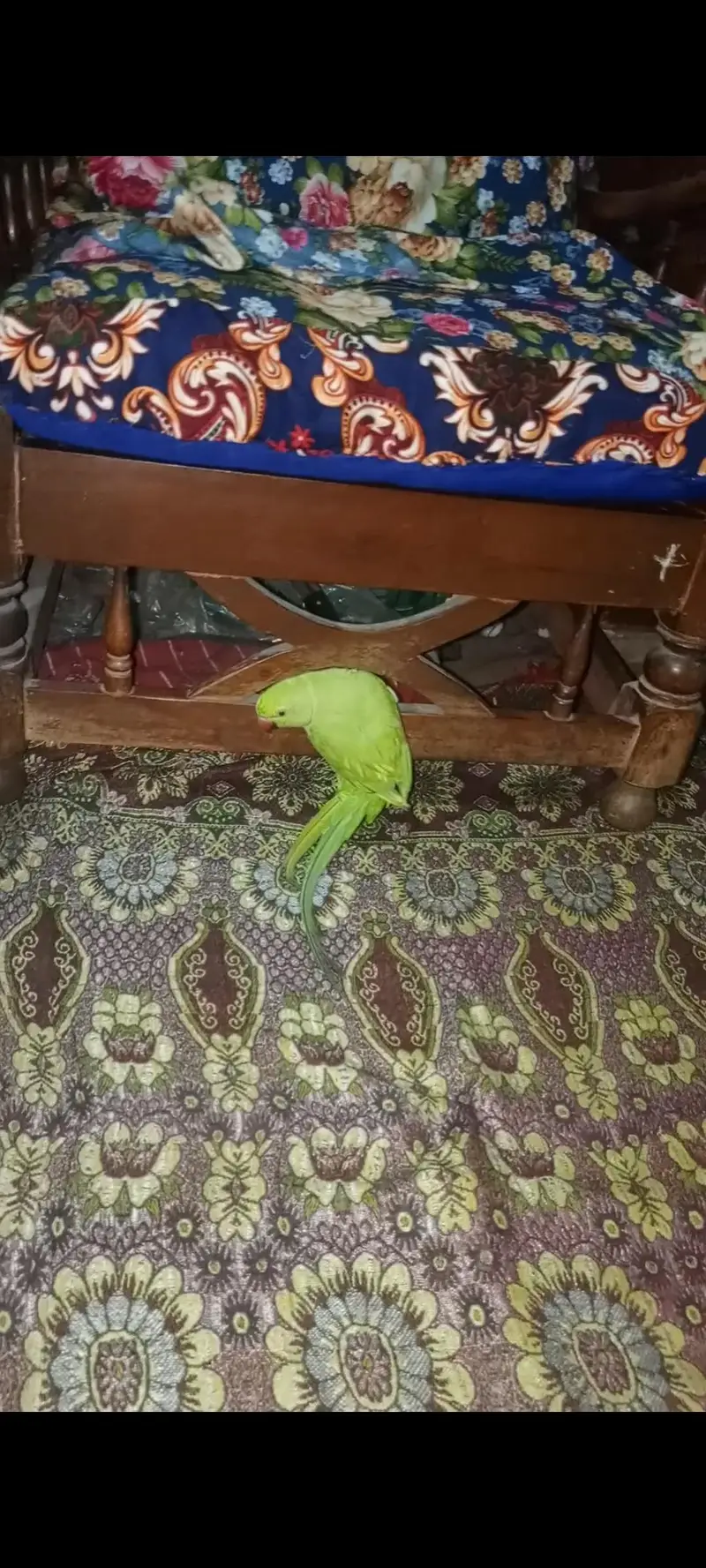 Green parrots — photo 8