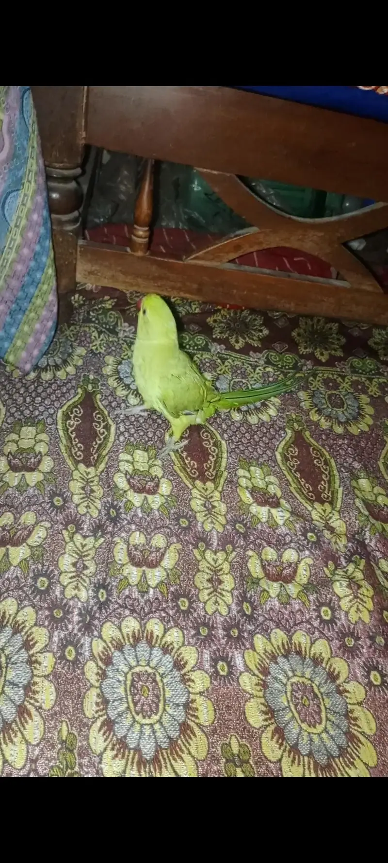 Green parrots — photo 9