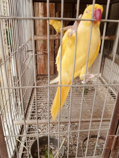 Complete Parrot Setup For Sale