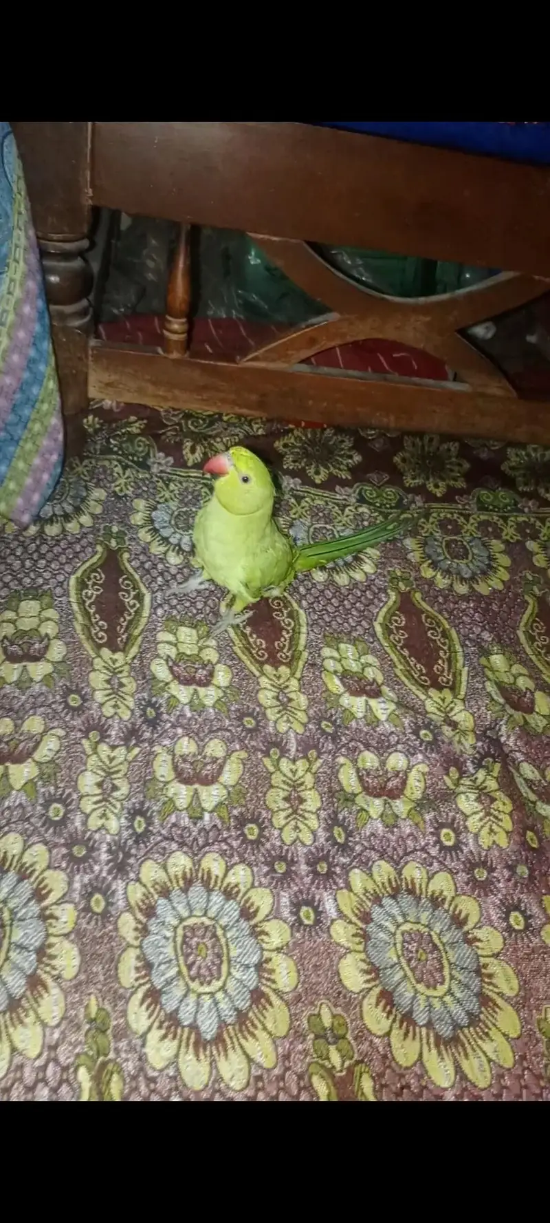 Green parrots — photo 10