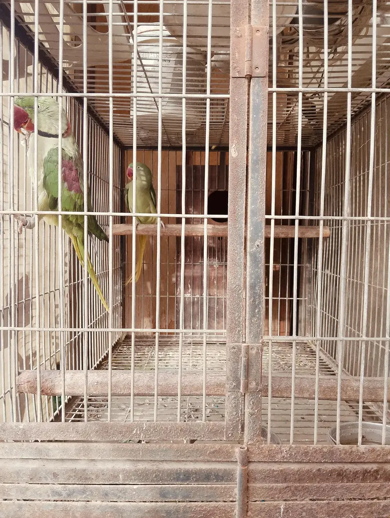 Complete Parrot Setup For Sale — photo 2
