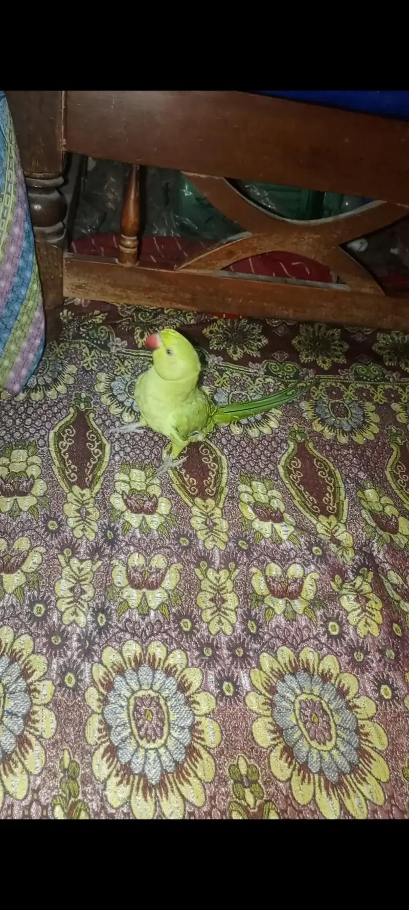 Green parrots — photo 11