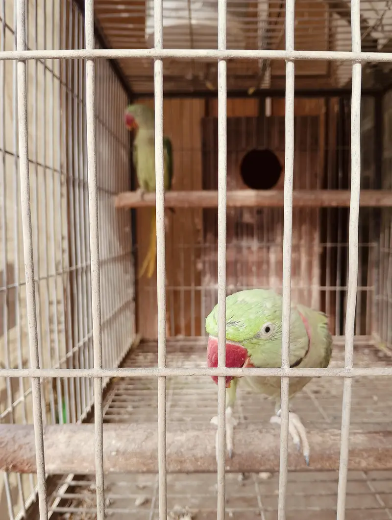 Complete Parrot Setup For Sale — photo 3